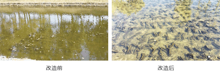 北京市航空港河段變質(zhì)水體水草填料案例